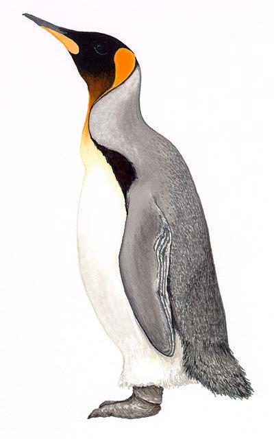 Emperor Penguin Drawing at PaintingValley.com | Explore collection of ...