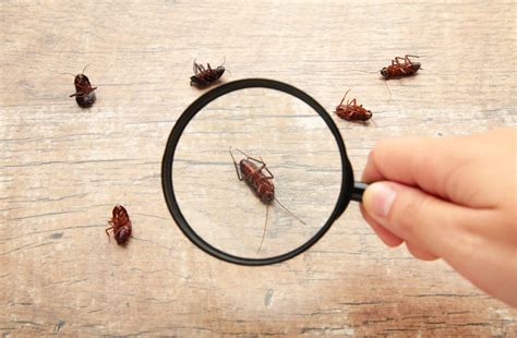 Pest Control: Cockroach Infestation on the Rise - Martin's Pest Control