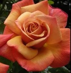 Rose Remember Me 200mm | The Garden Feast