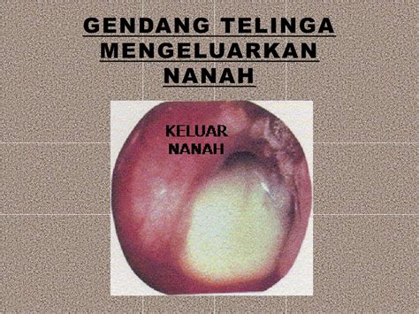 alat indera manusia powerpoint    id
