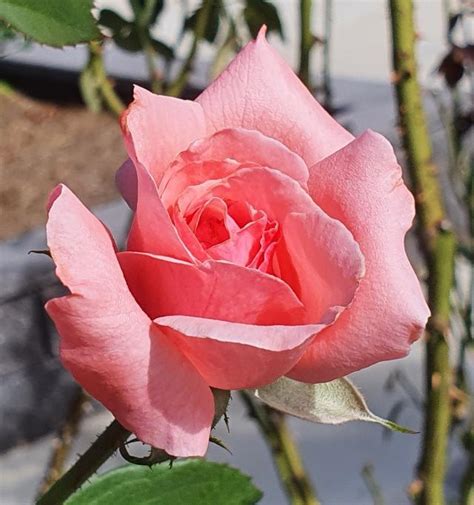 The queen of roses - Gladstone Today