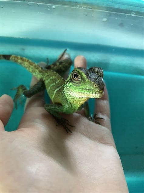 My rescued Chinese Water Dragon, Lily, after a bath