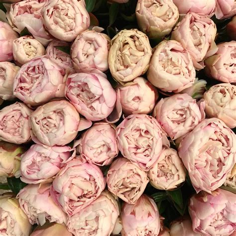 Пион Victorian Blush | Пулков Сад