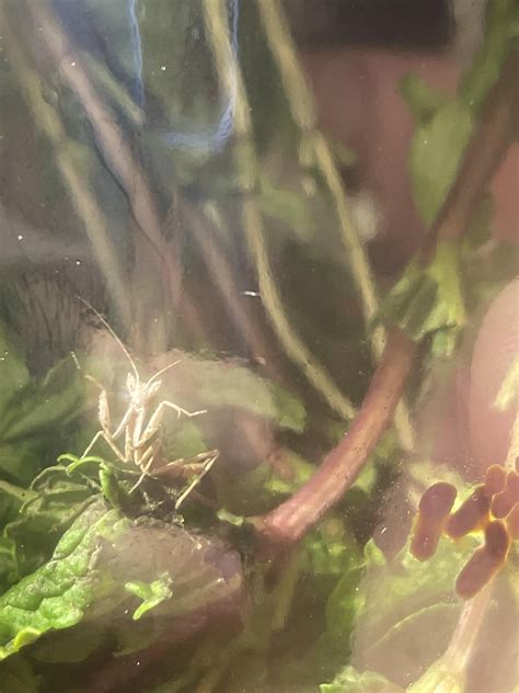 Can anyone confirm what mantis this is if it is. : r/praying_mantis