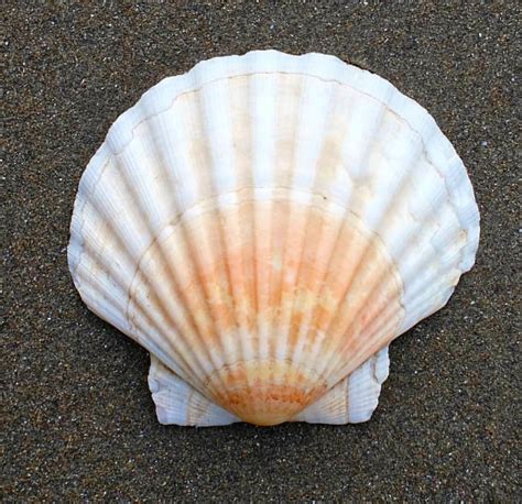 beautiful seashell   sand