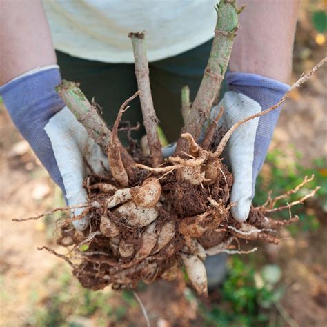 How Deep To Plant Dahlias