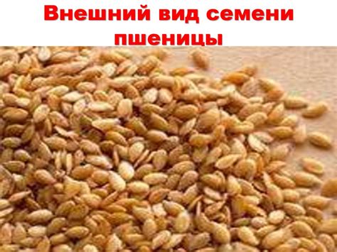 Строение семени - презентация онлайн