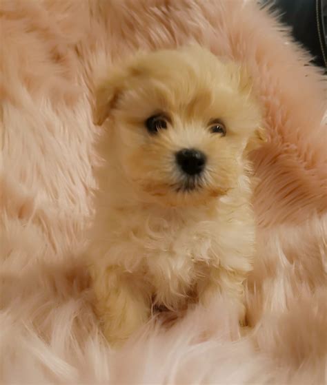 Pomeranian X Maltese Puppies For Sale Melbourne - Pets Lovers