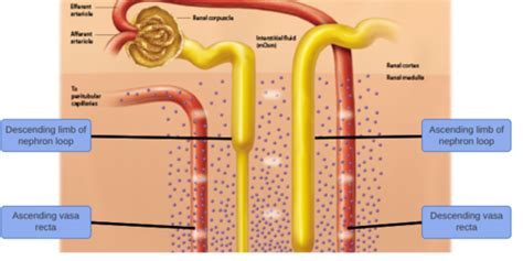 Vasa Recta Nephron Model Renal Circulation An Overview