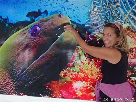 alpenglow eel attack recovery update   bit  humor