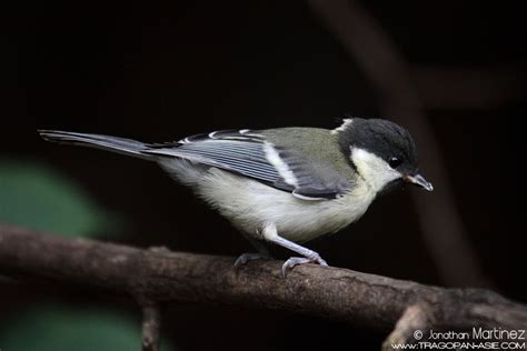 Cinereous Tit (Parus cinereus) ssp commixtus | tragopan-asie[.com]