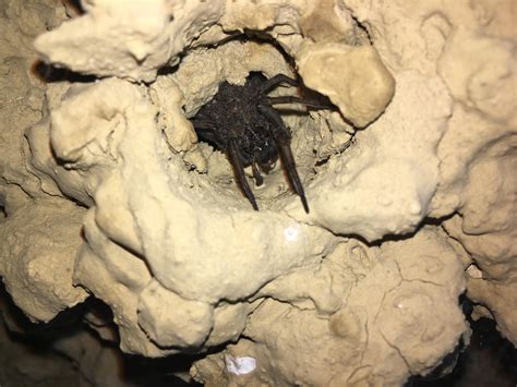 Mama spider and her babies hiding out in an old crawdad hole, southern