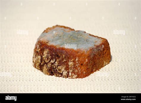 Mould on bread, mouldy bread Stock Photo - Alamy
