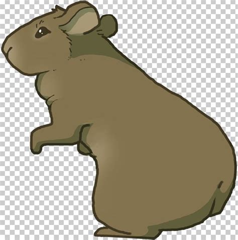 mouse rat rodent animal muroidea png clipart animal animals bear