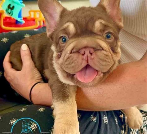 big rope frenchie  sale big rope frenchies  sale  prices
