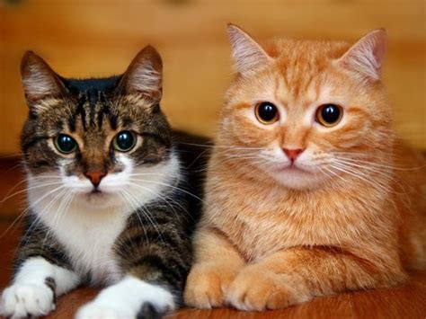 cara merawat kucing dari bayi 3