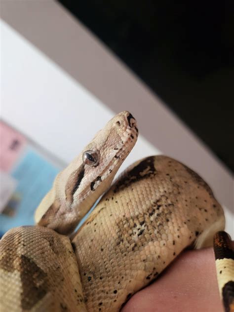 Meet Sage my Columbian Red Tail Boa! : r/snakes