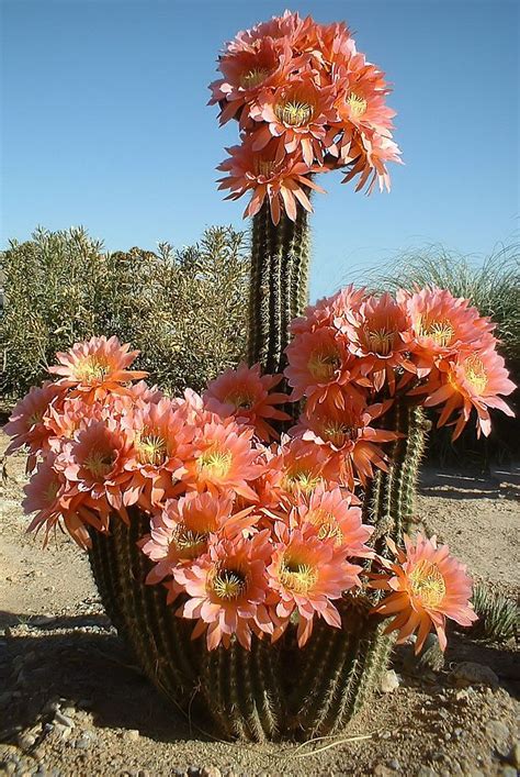 Flowering cactus | Plants, Desert flowers, Flower garden