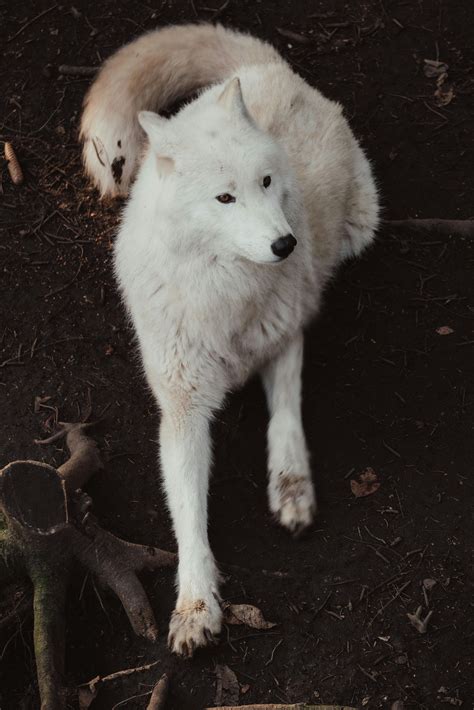 Female White Wolf