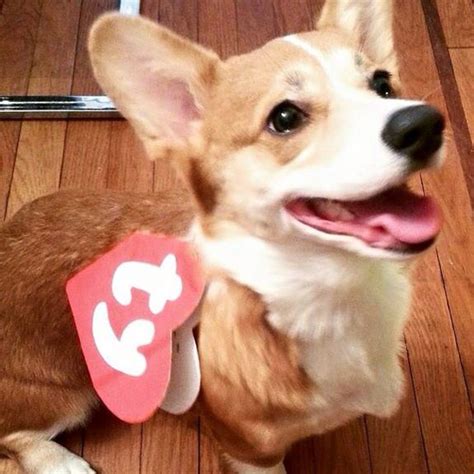 Corgi beanie baby halloween costume! | Corgi, Baby halloween costumes ...