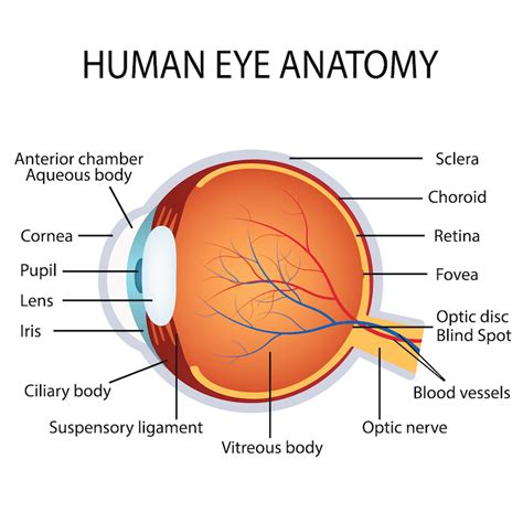 human-eye-anatomy | La Pine Eyecare Clinic