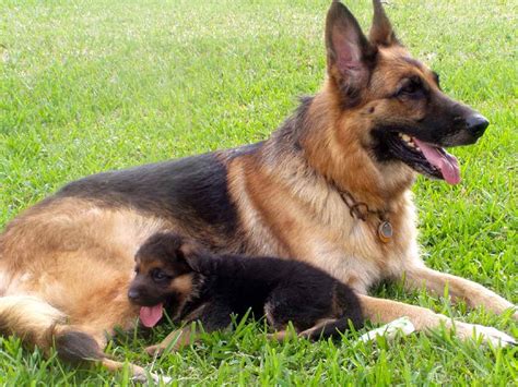 American German Shepherd Puppies For Sale | PETSIDI