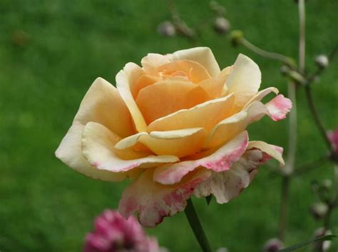 25 Rare Seeds Oh Happy Day Shrub Rose Seeds Flower - Etsy