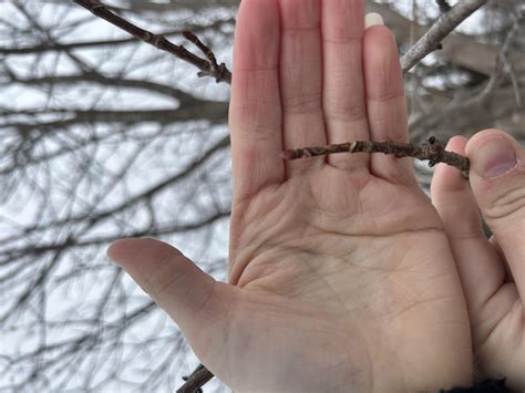 Winter Twig Identification! | Olivia Geddes' Phenology Blog