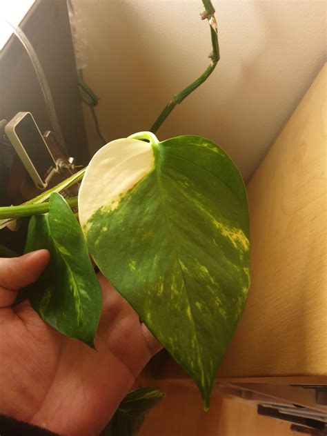 My golden pothos made this beautifully variegated leaf, is this rare