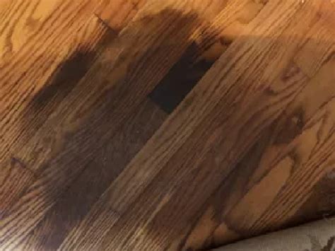 how to get dog pee stain out of hardwood floor