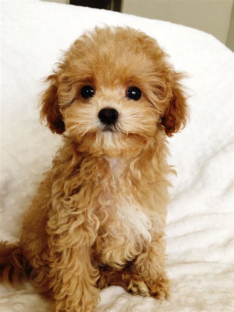Teacup Maltipoo Puppy for sale los angeles, california - iHeartTeacups