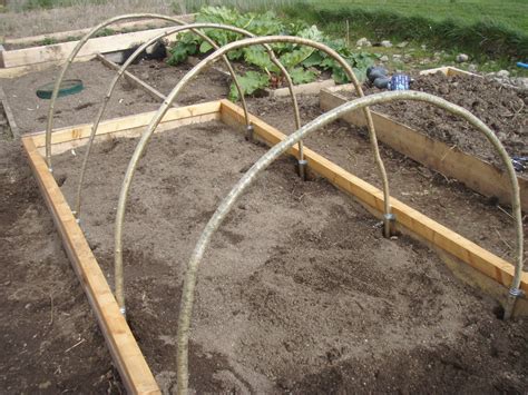 Oldtown Allotments: carrot fly protection.