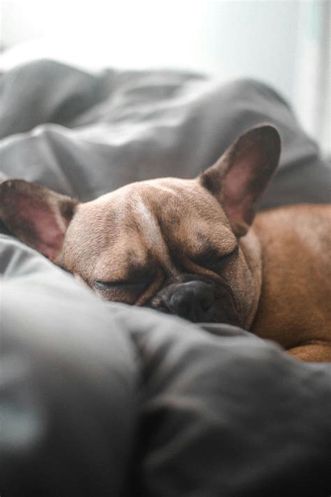 Why Do Dogs Scratch Their Beds? | NewPetz.com