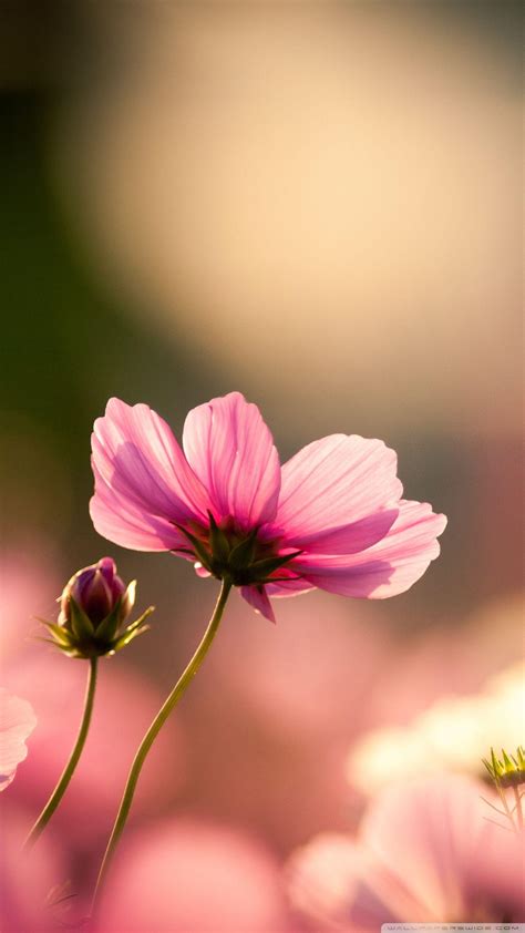 Cosmos Flower Wallpapers - Top Free Cosmos Flower Backgrounds - WallpaperAccess