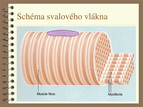 PPT - Svalová tkáň PowerPoint Presentation - ID:457229
