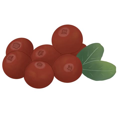 cranberries with leaves 33019878 PNG