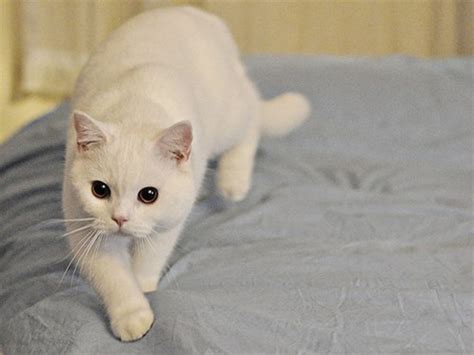 Фото Красивая,белая кошка