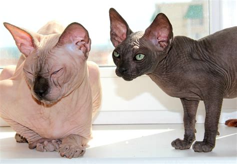 Плешиви котки (46 снимки): обикновени породи котки без коса. Как ...