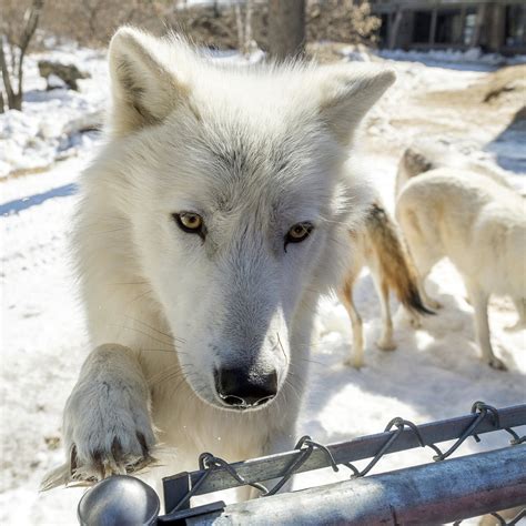 White Wolf