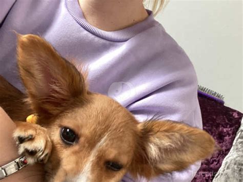 Papillon X Cairn Terrier in Bridgend on Freeads Classifieds - Papillons ...