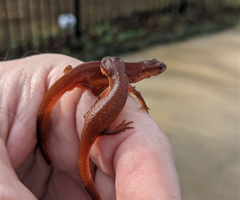 Life Stages of the Eastern Newt | Panhandle Outdoors