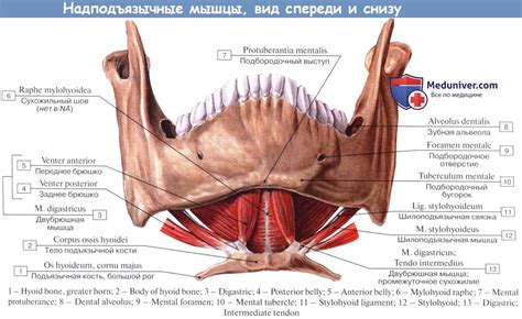 Анатомия : Средние мышцы шеи, или мышцы подъязычной кости.