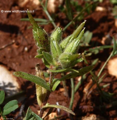 Cerastium dichotomum