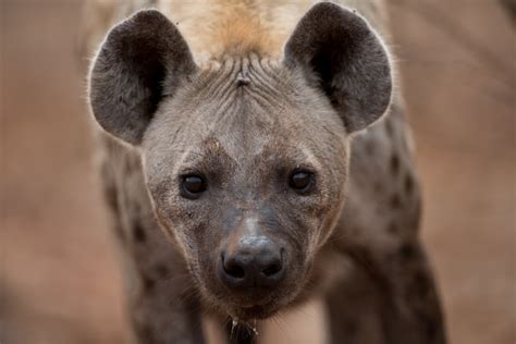 Hyena Portrait Изображения – скачать бесплатно на Freepik