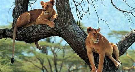 Uganda Lion Safari | Lion Experience in Uganda | Uganda wildlife safari