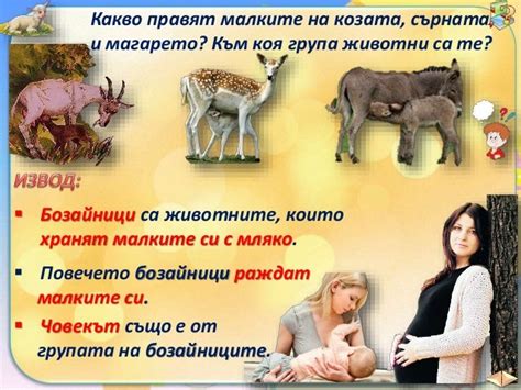 25. Развитие на животни, които раждат малките си - ЧП, 4 клас, Булвест