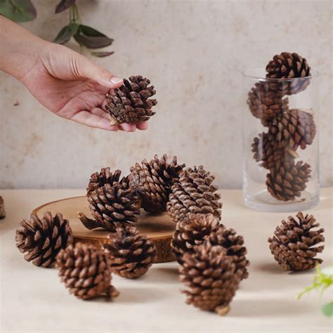 Decorative Cones Online - Premium Decorative Dried Flowers | Nestasia