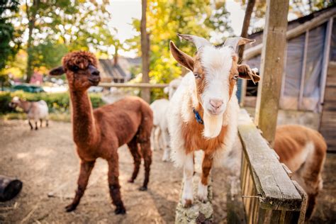 Our Approach — Cultivate Care Farms- Farm-Based Therapy
