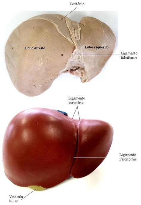 Fígado. Face Diafragmática. | Download Scientific Diagram