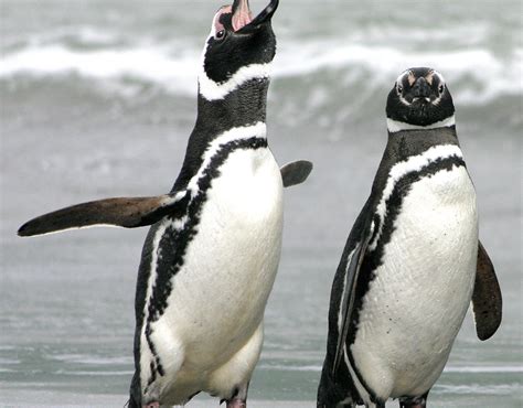 Magellanic - Falklands Conservation